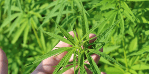 Texas Hemp Grower's License