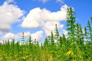 USDA Hemp Production Plan