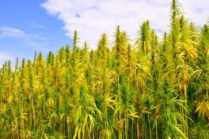 TDA Hemp Production Plan Part I- License Requirements