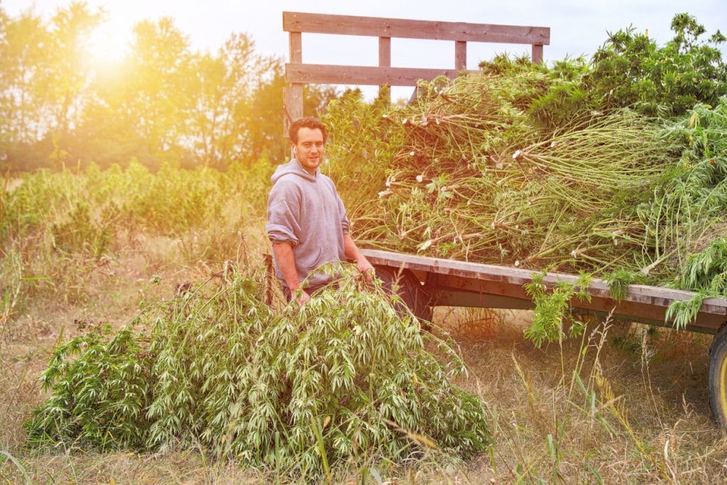 Six Problems With the Revised TDA Hemp Production Plan