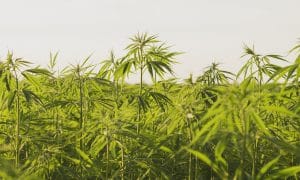 The USDA’s Establishment of a Domestic Hemp Production Program