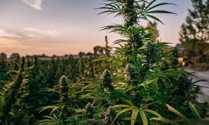 Trademark protection for cannabis businesses