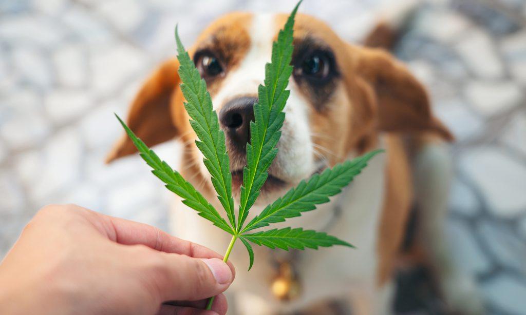 siit-shake-sorry-pup-cbd-infused-pet-products