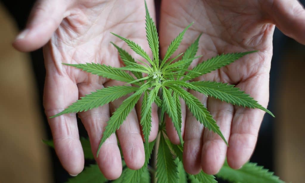 Legalization of marijuana proposed in new bill