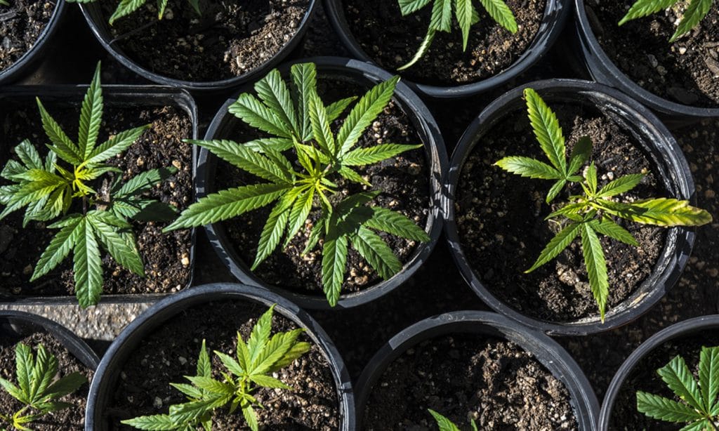 Connecticut Legalizes Recreational Marijuana