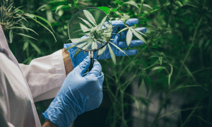 Amended Texas Hemp Medical Cannabis Laws