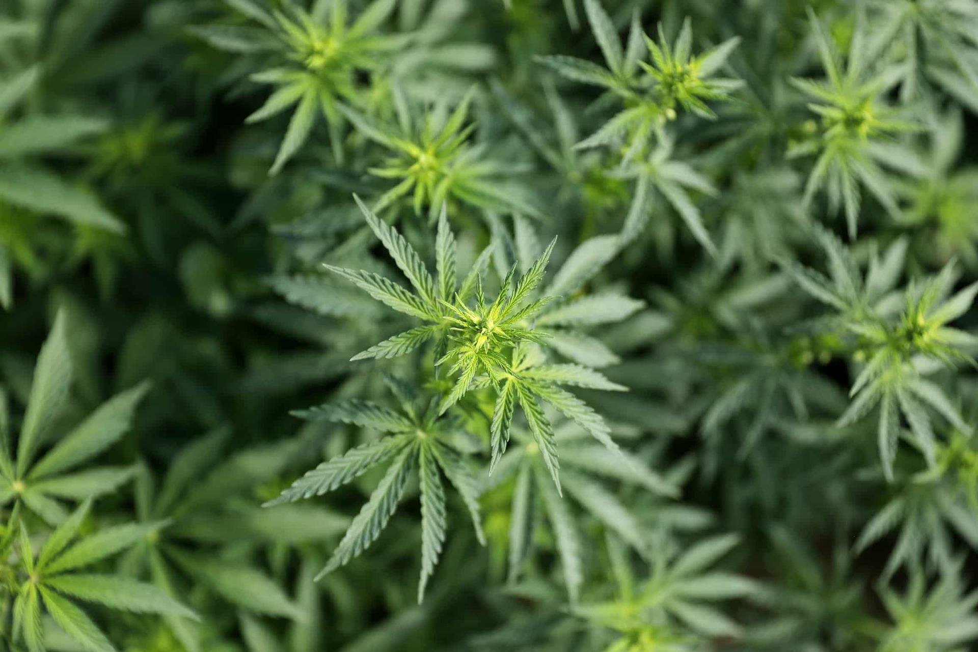 Are Hybrid Marijuana Strains Legal?
