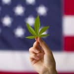 cannabis leaf in hands on USA flag background