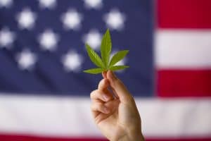 cannabis leaf in hands on USA flag background