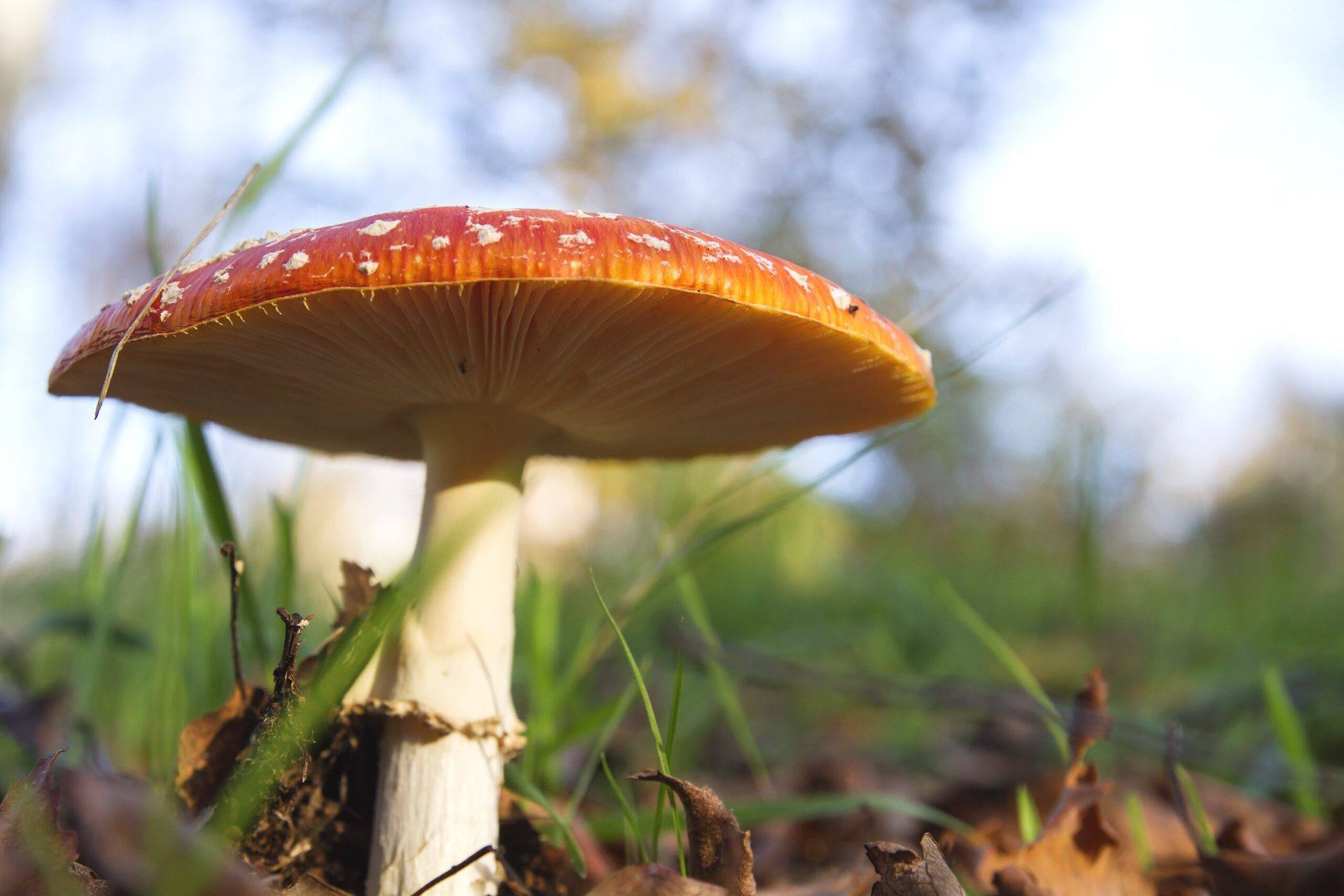 5 Emerging Psychedelics to Know About