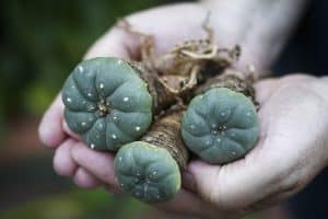 Person holding Peyote (Lophophora williamsii):