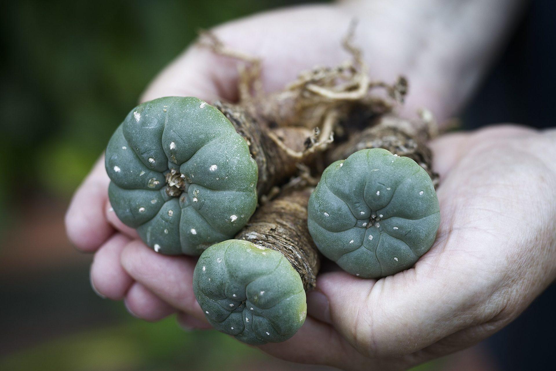 Everything You Need to Know About Selling Peyote in Texas