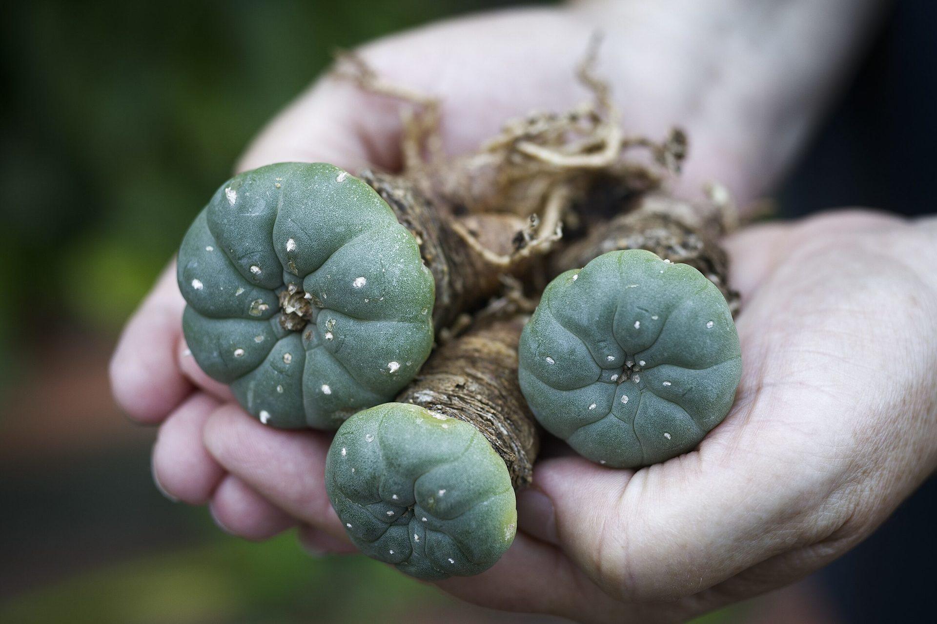 Everything You Need To Know About Selling Peyote In Texas Everything You Need To Know About Selling Peyote In Texas