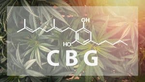 Full frame overhead shot of Medical Cannabis with the CBG Cannabigerol letters and chemical structure