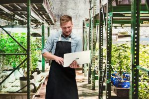 Marijuana shop - Male worker is working on laptop